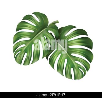 Detail Daun Monstera Vector Nomer 5