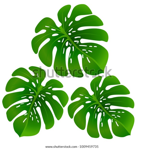 Detail Daun Monstera Vector Nomer 45