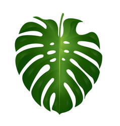 Detail Daun Monstera Vector Nomer 6