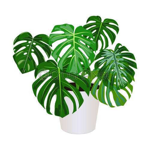 Detail Daun Monstera Vector Nomer 51