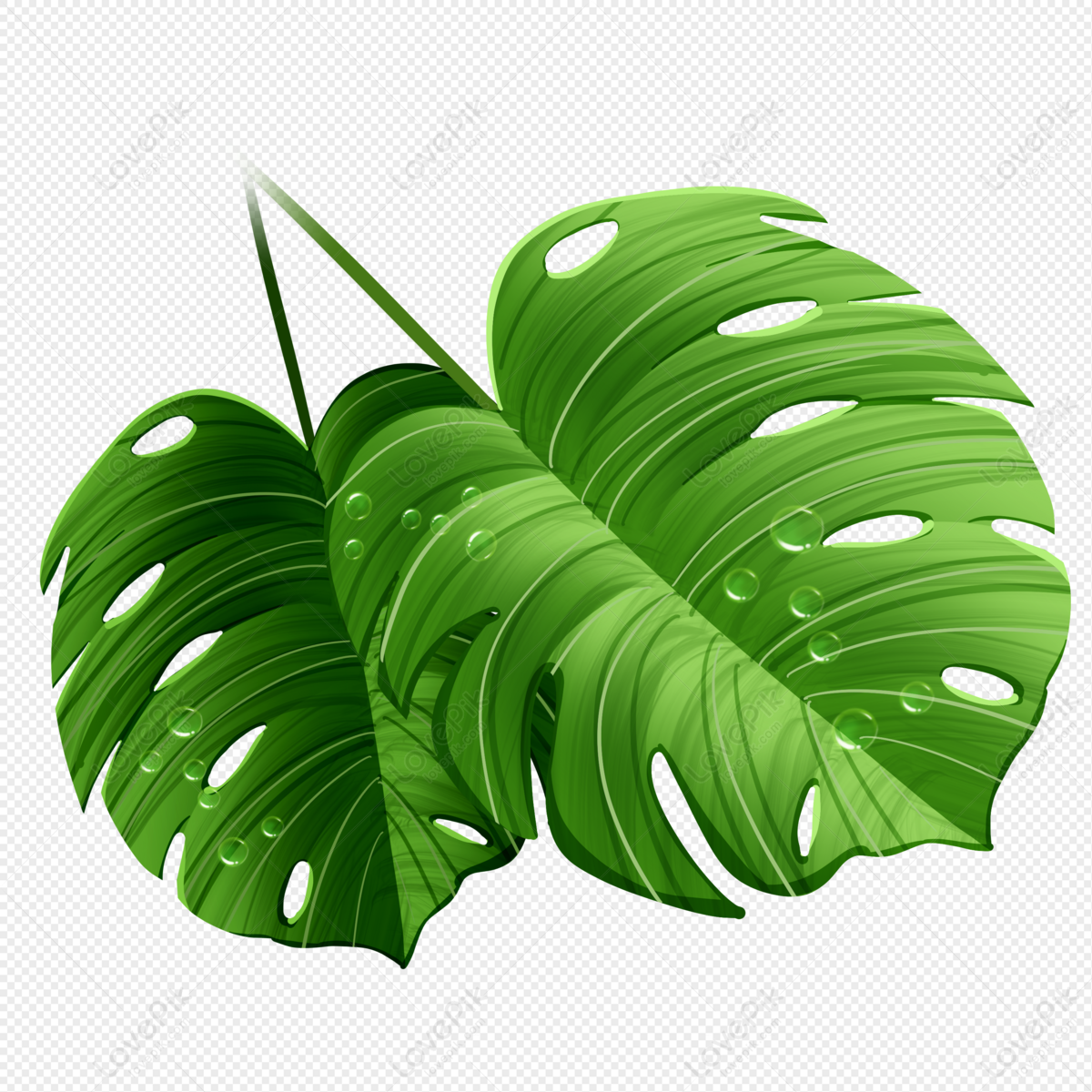 Detail Daun Monstera Vector Nomer 54