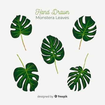 Detail Daun Monstera Vector Nomer 56