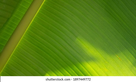 Detail Daun Pisang Hd Nomer 13