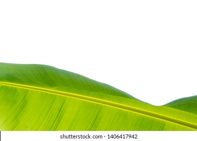 Detail Daun Pisang Hd Nomer 24