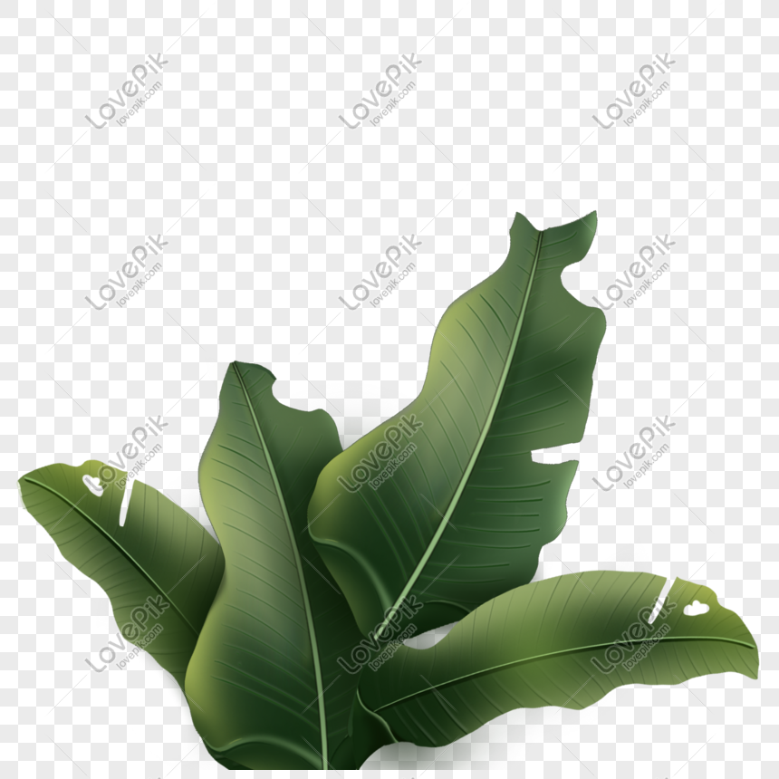 Detail Daun Pisang Png Nomer 12