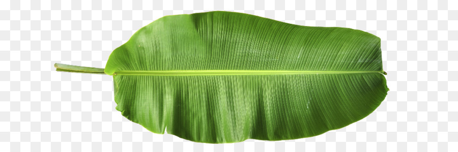 Detail Daun Pisang Png Nomer 7