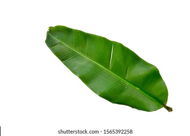 Detail Daun Pisang Vector Nomer 2