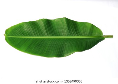 Detail Daun Pisang Vector Nomer 12