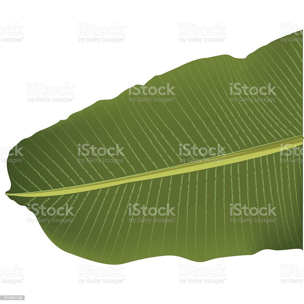 Detail Daun Pisang Vector Nomer 38