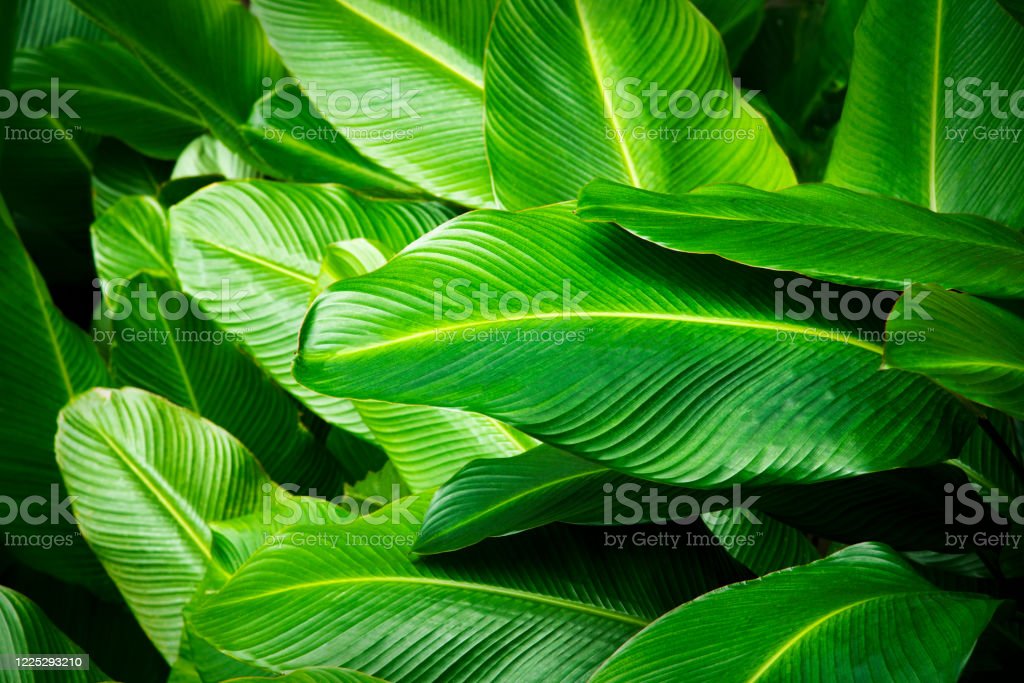 Detail Daun Pisang Wallpaper Nomer 11