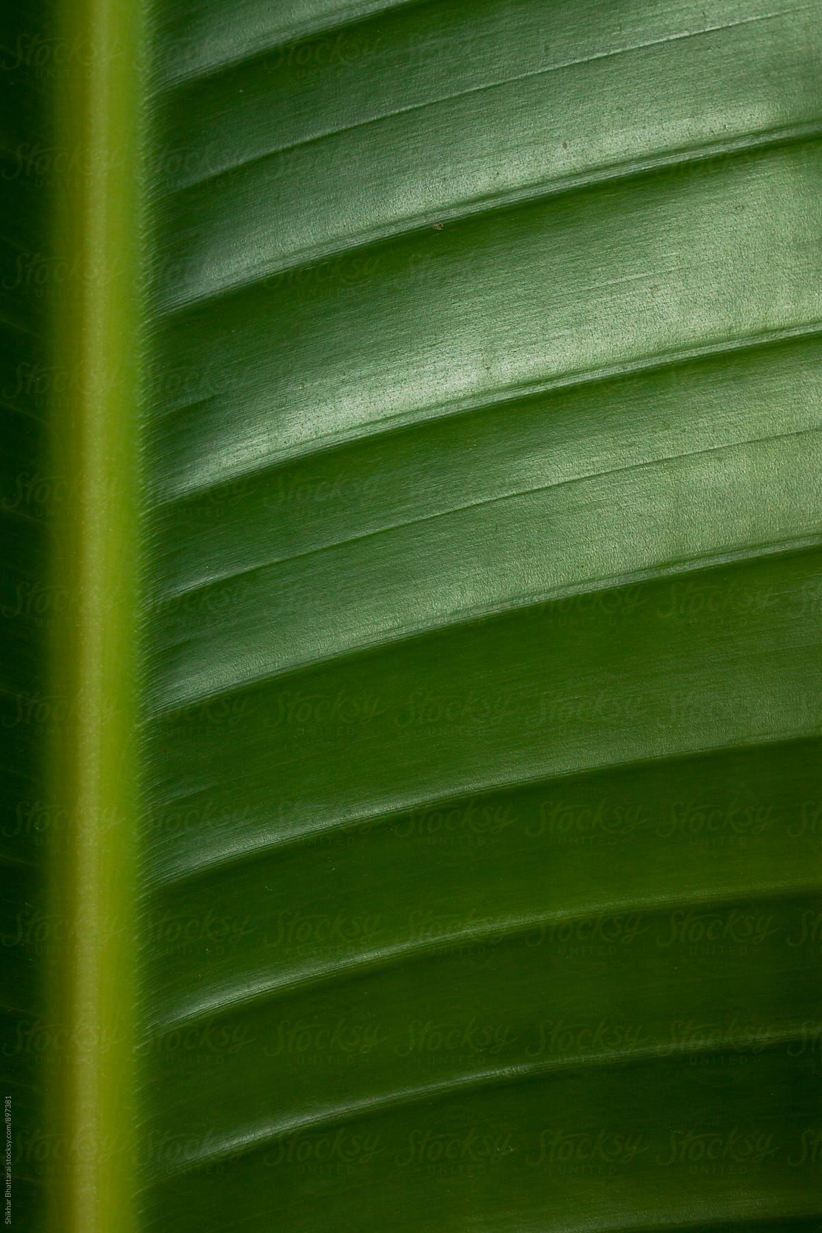 Detail Daun Pisang Wallpaper Nomer 13