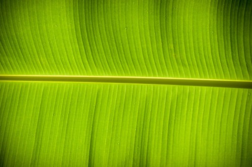 Detail Daun Pisang Wallpaper Nomer 14