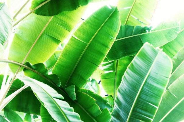 Detail Daun Pisang Wallpaper Nomer 26