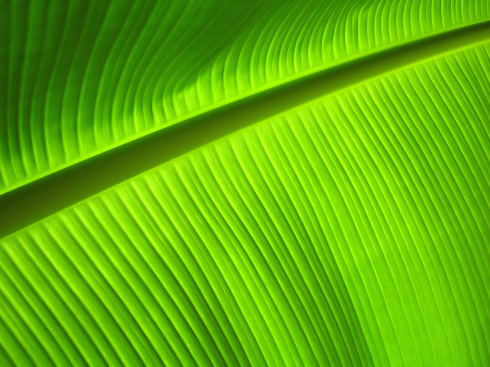 Detail Daun Pisang Wallpaper Nomer 29