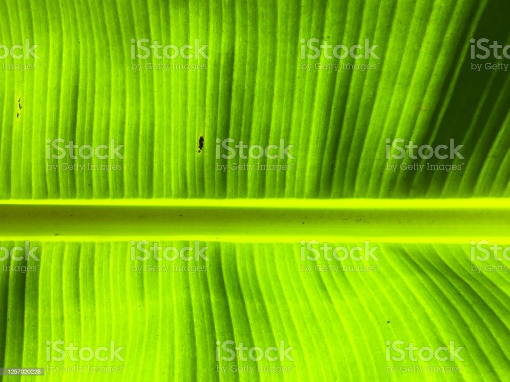 Detail Daun Pisang Wallpaper Nomer 31