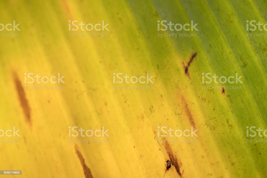 Detail Daun Pisang Wallpaper Nomer 41