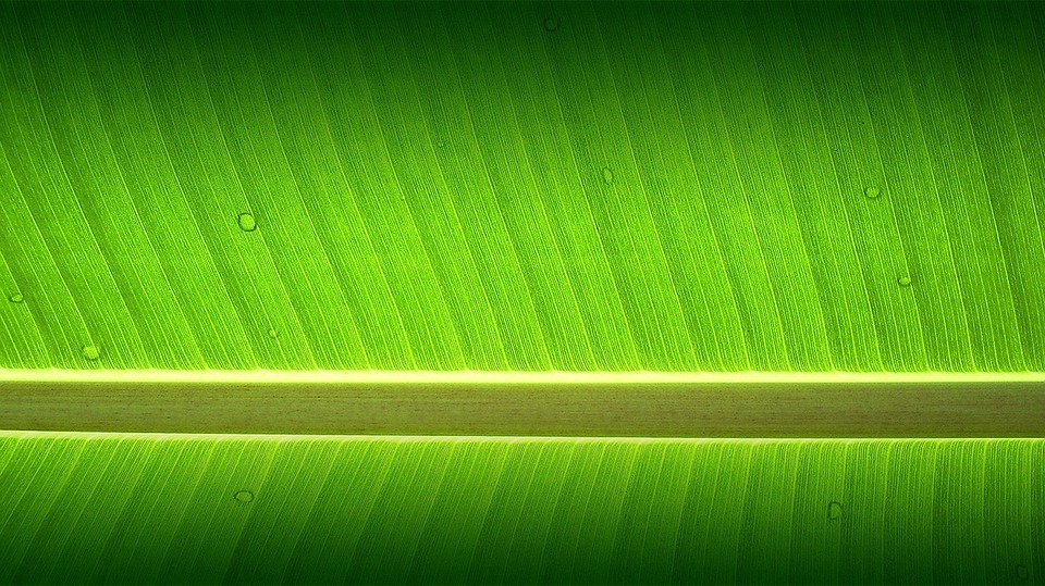 Detail Daun Pisang Wallpaper Nomer 47