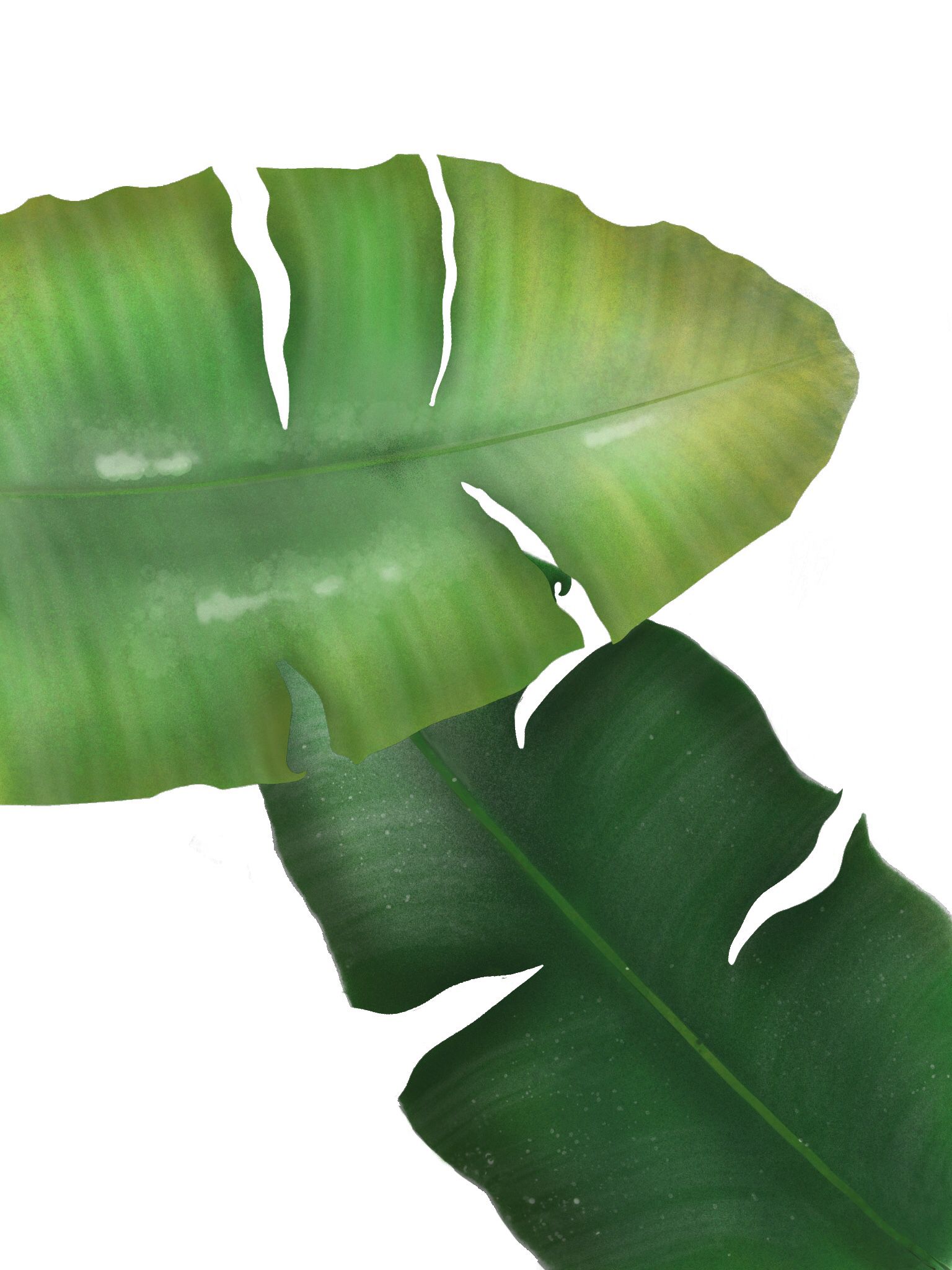 Detail Daun Pisang Wallpaper Nomer 6