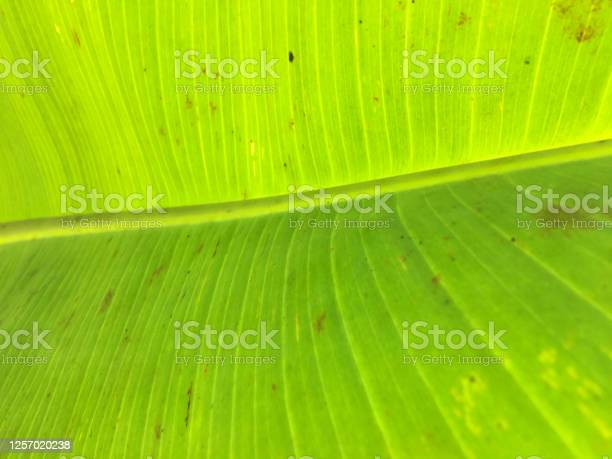 Detail Daun Pisang Wallpaper Nomer 55