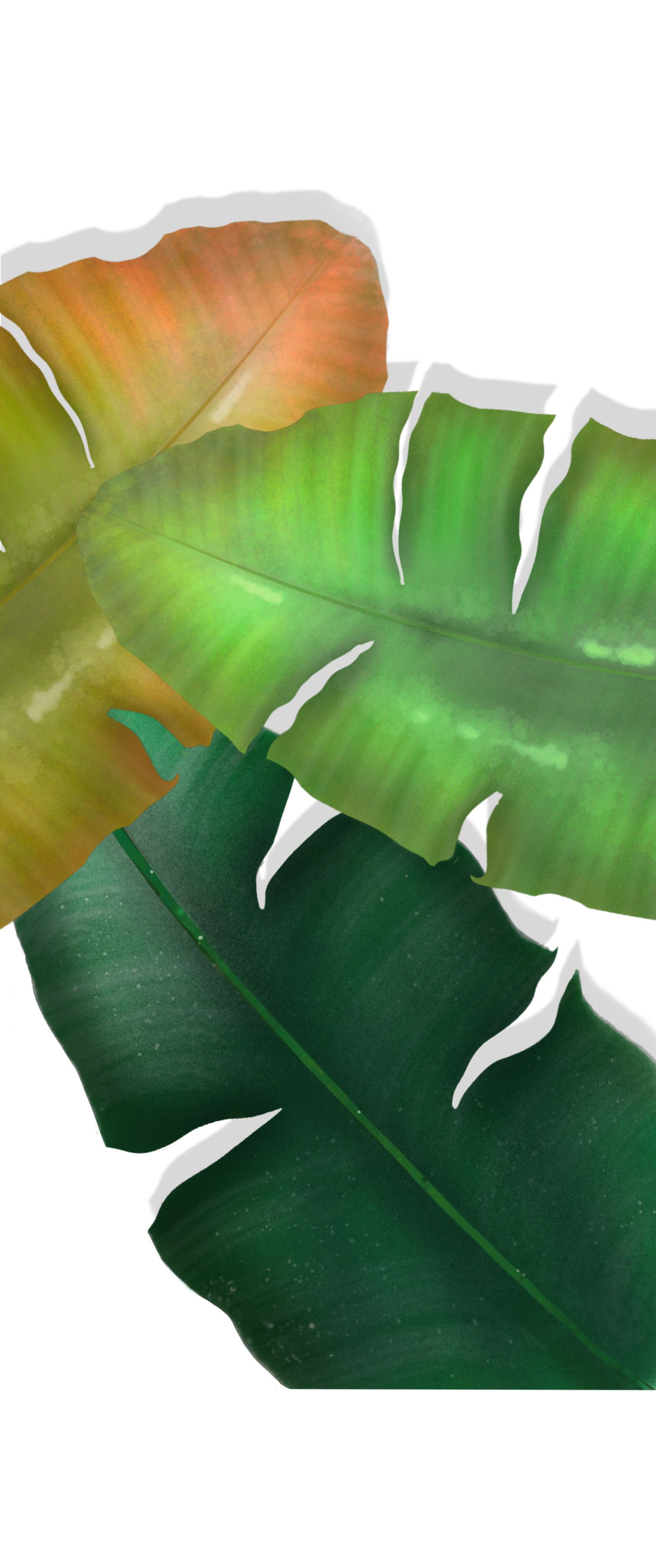 Detail Daun Pisang Wallpaper Nomer 8