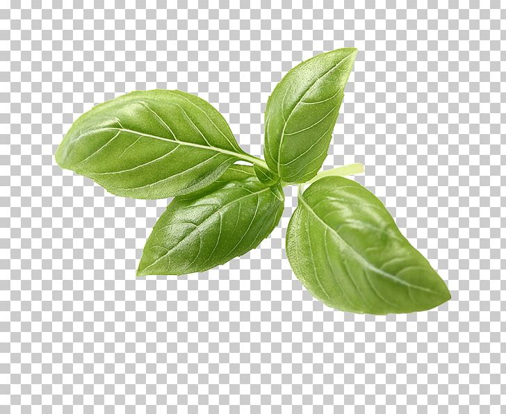 Detail Daun Png Free Nomer 24