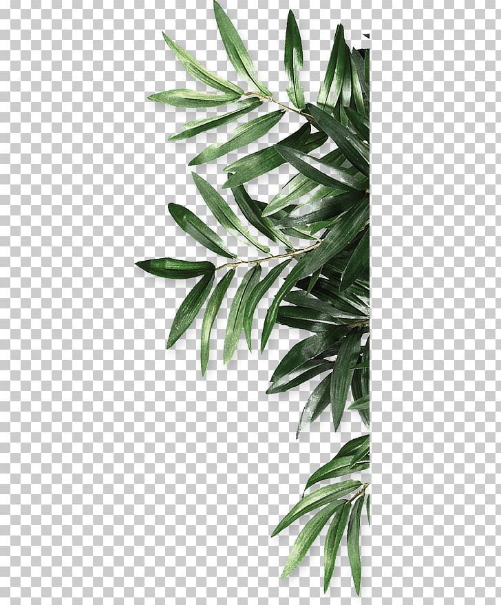 Detail Daun Png Hd Nomer 11