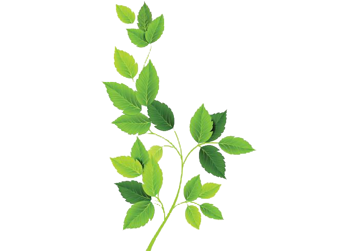 Detail Daun Png Hd Nomer 34