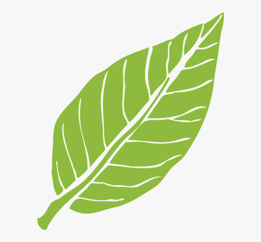 Detail Daun Png Vector Nomer 7