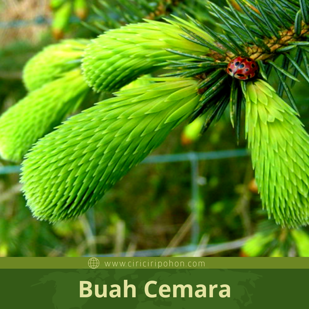 Detail Daun Pohon Cemara Nomer 39