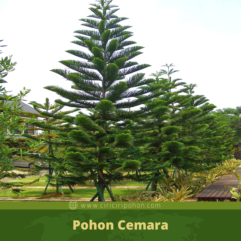 Download Daun Pohon Cemara Nomer 47