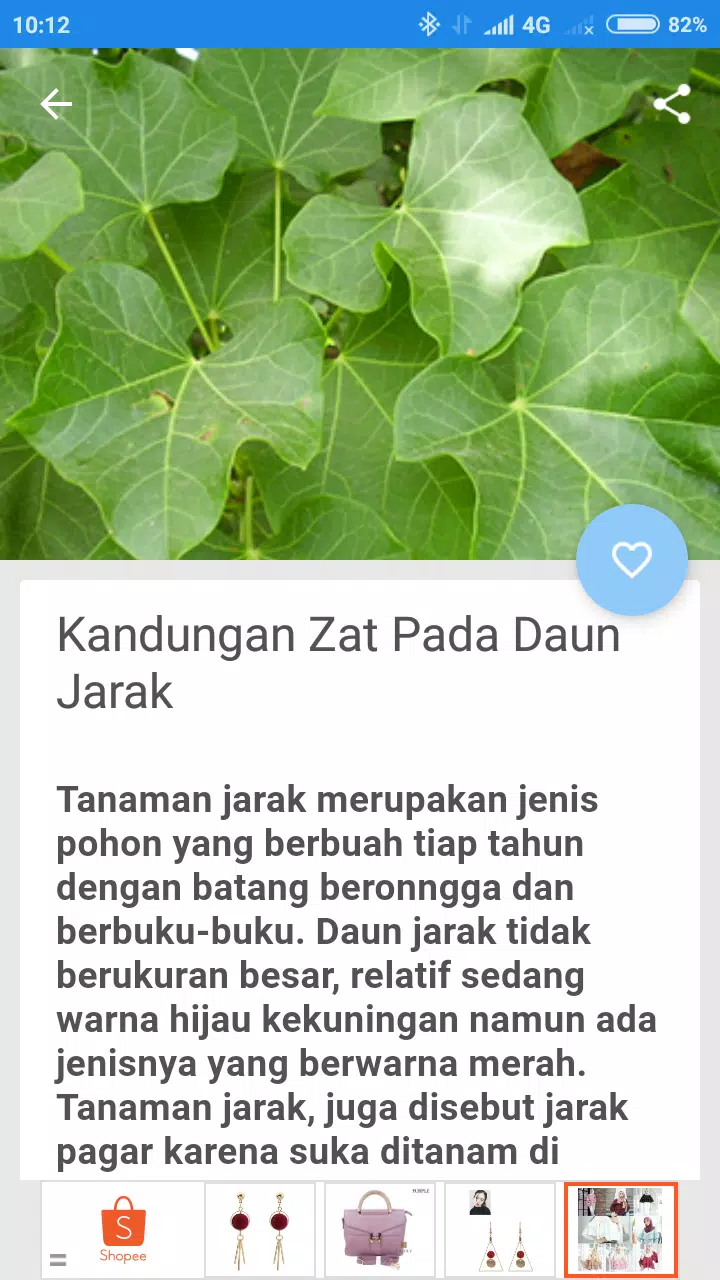 Detail Daun Pohon Jarak Nomer 47