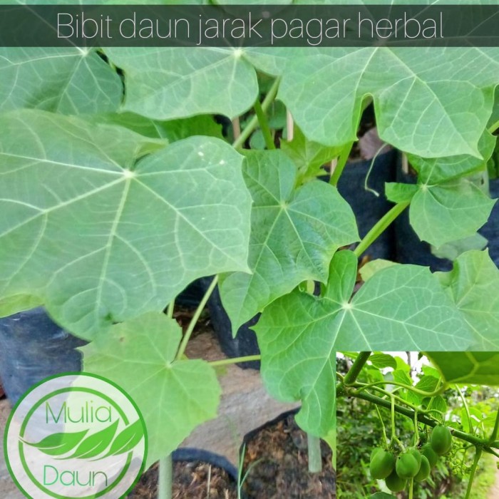 Detail Daun Pohon Jarak Nomer 53