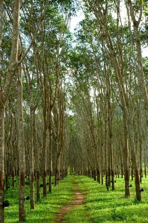 Detail Daun Pohon Karet Nomer 26