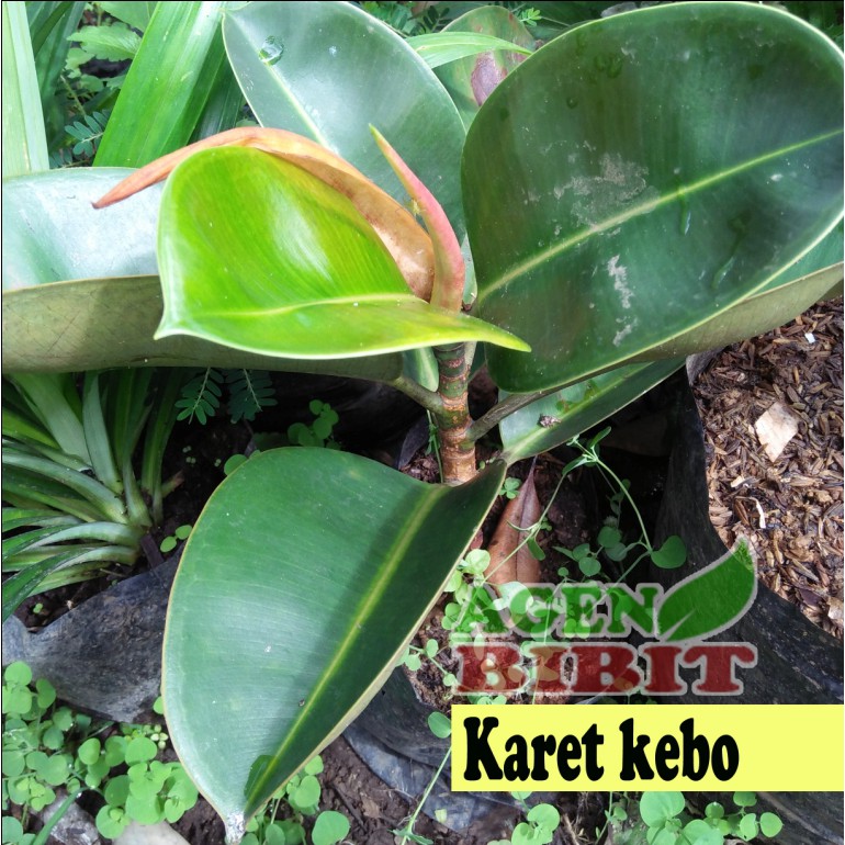 Detail Daun Pohon Karet Nomer 9