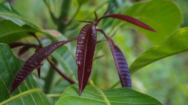 Detail Daun Pohon Mangga Nomer 18