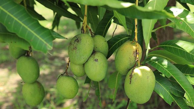 Detail Daun Pohon Mangga Nomer 5