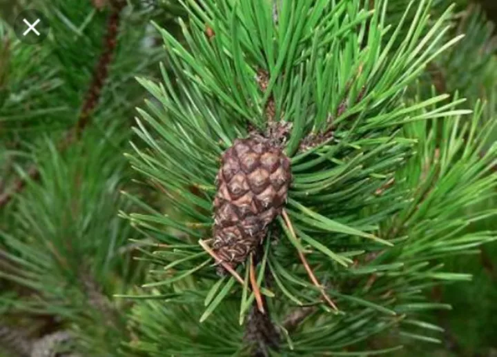 Detail Daun Pohon Pinus Nomer 25