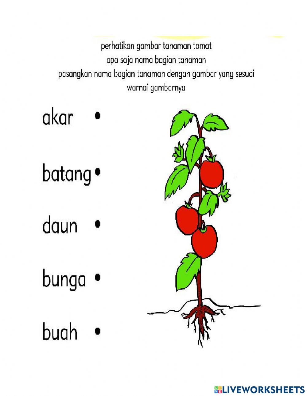 Detail Daun Pohon Tomat Nomer 41