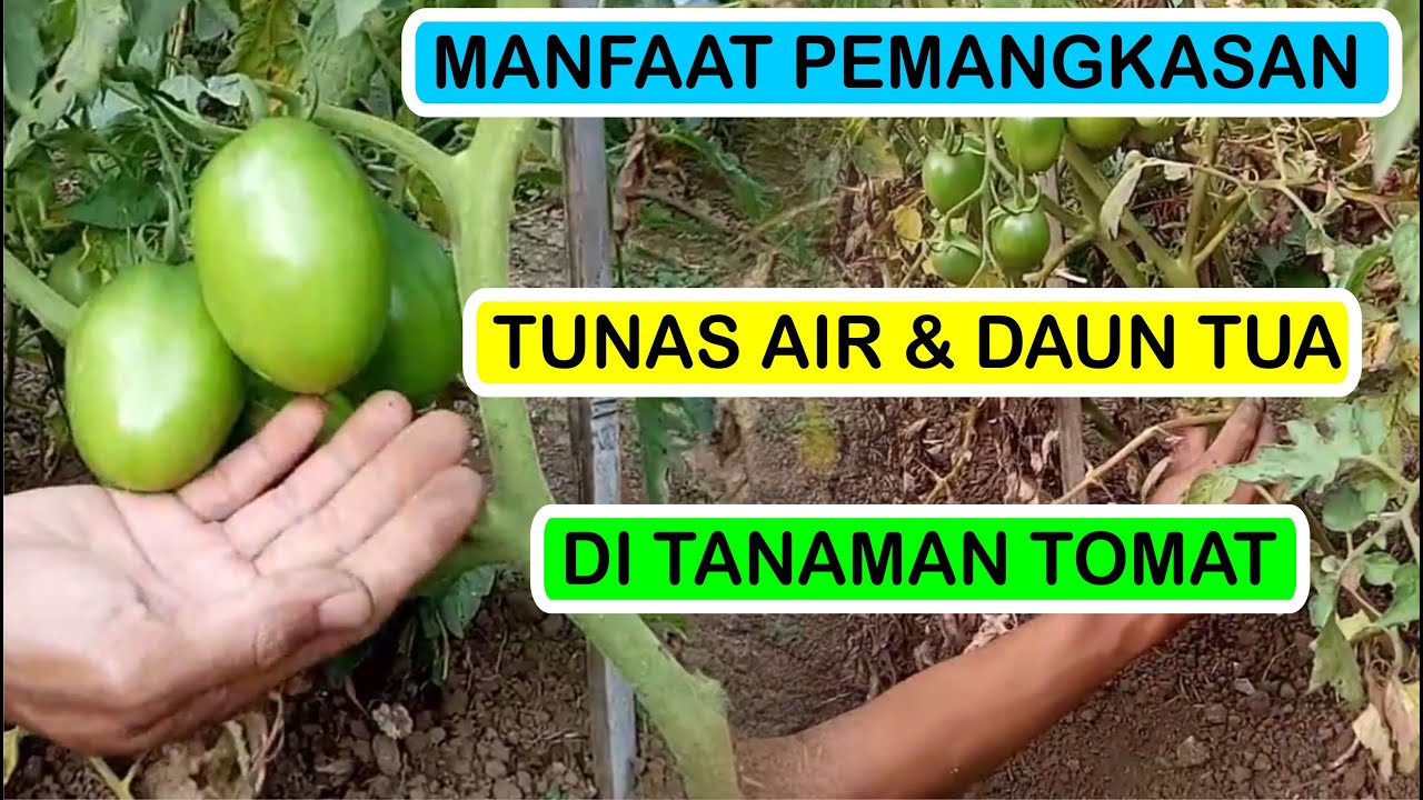 Detail Daun Pohon Tomat Nomer 43