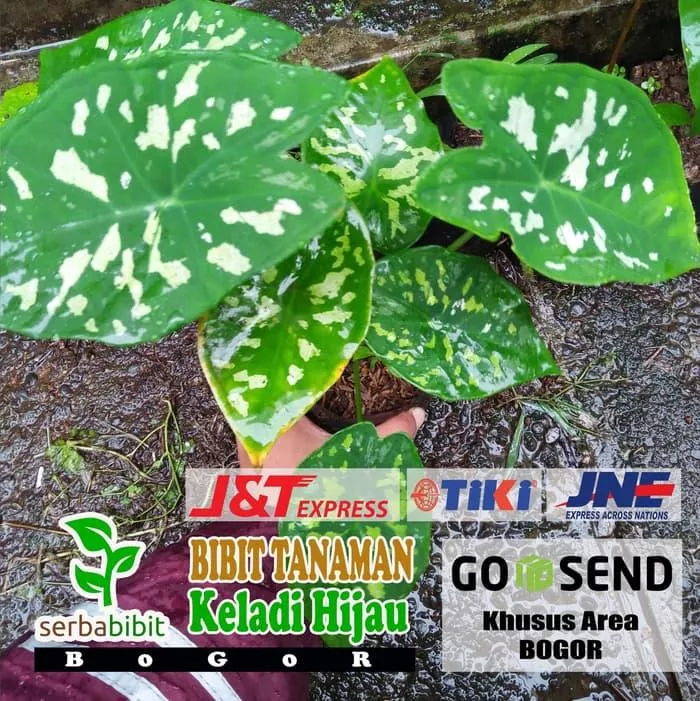 Detail Daun Putih Hijau Nomer 36
