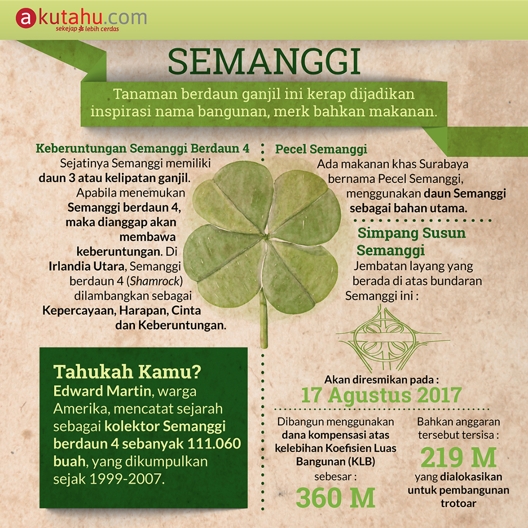 Detail Daun Semanggi Berdaun 4 Nomer 20