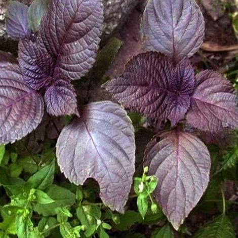 Detail Daun Shiso Merah Di Indonesia Nomer 12