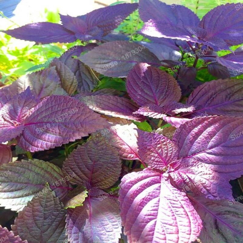 Detail Daun Shiso Merah Di Indonesia Nomer 16