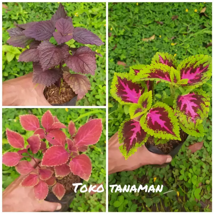 Detail Daun Shiso Merah Di Indonesia Nomer 40