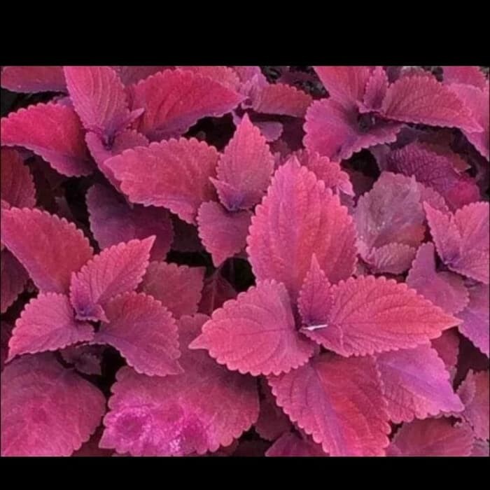 Detail Daun Shiso Merah Di Indonesia Nomer 56