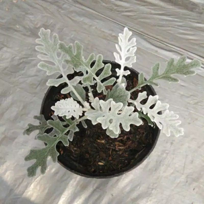 Detail Daun Silver Dust Nomer 15