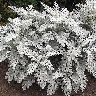 Detail Daun Silver Dust Nomer 16