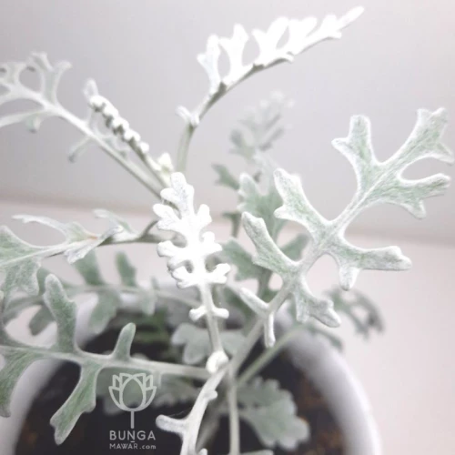Detail Daun Silver Dust Nomer 21