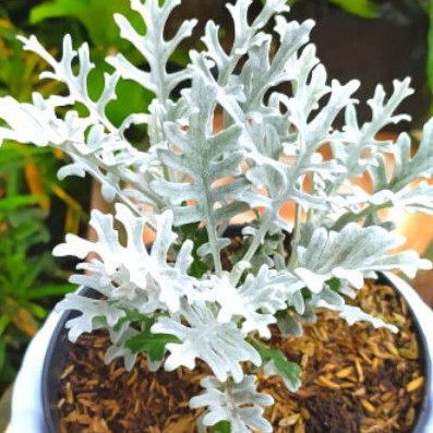 Detail Daun Silver Dust Nomer 33