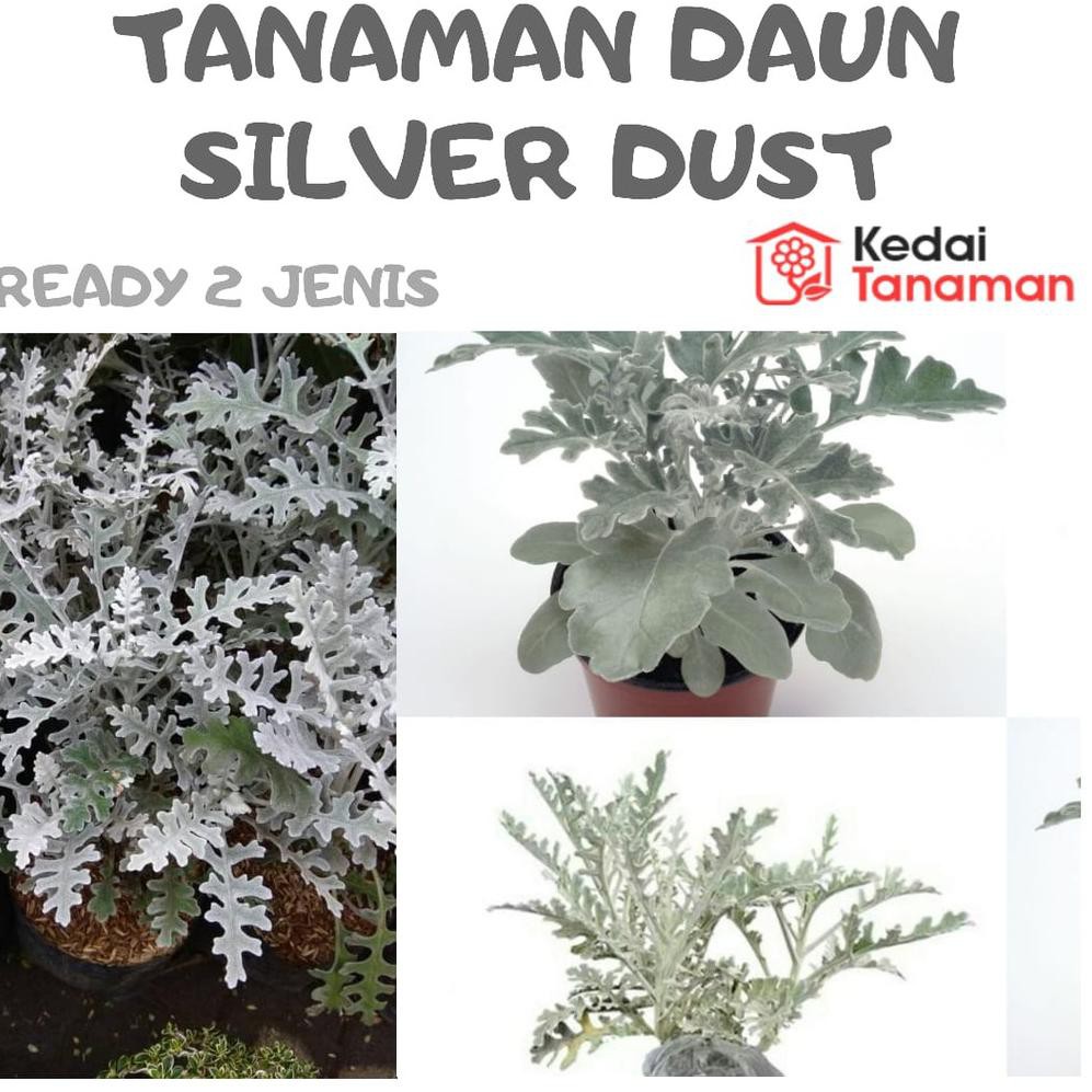 Detail Daun Silver Dust Nomer 41